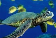 Cades Reef Snorkel Cruise